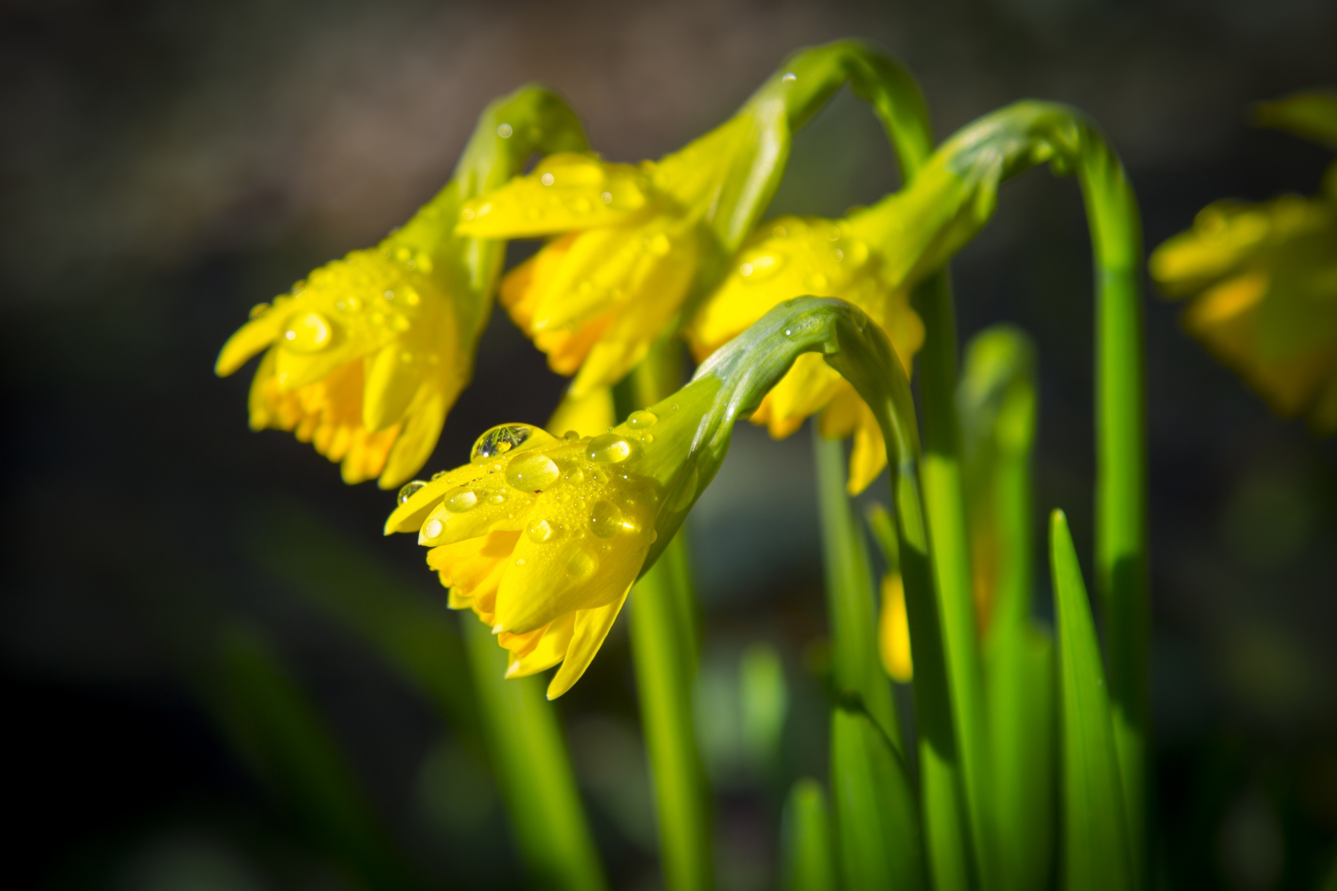 green flower narcissus free photo