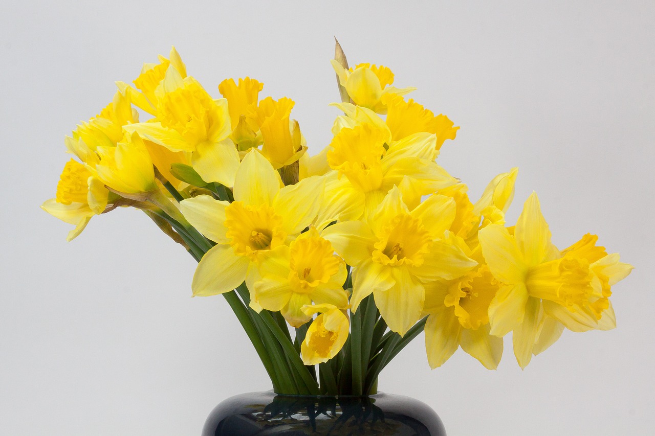 narcissus pseudonarcissus daffodil bouquet free photo