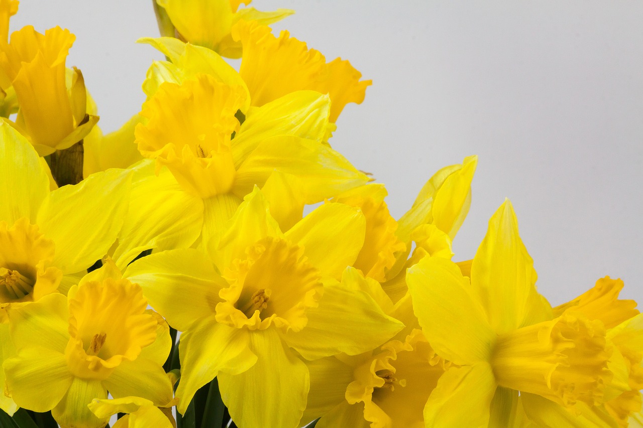 narcissus pseudonarcissus daffodil bouquet free photo