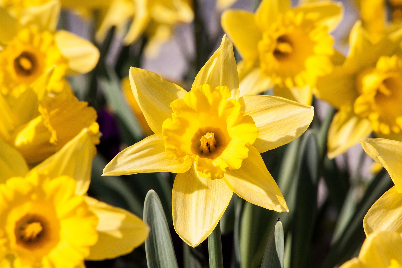 narcissus pseudonarcissus daffodil ostergloeckchen free photo