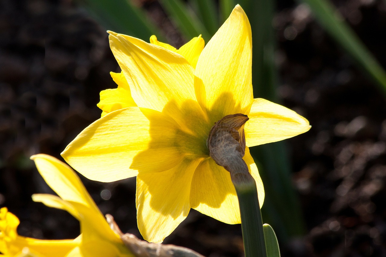 narcissus pseudonarcissus daffodil ostergloeckchen free photo