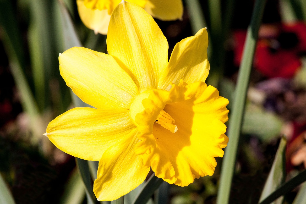 narcissus pseudonarcissus daffodil ostergloeckchen free photo