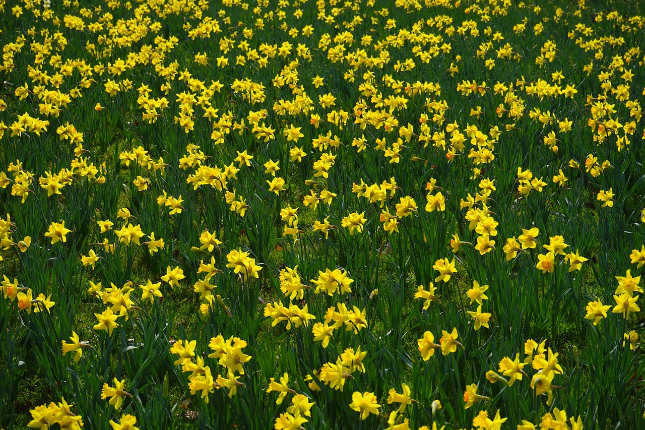 narcissus pseudonarcissus daffodil flower free photo