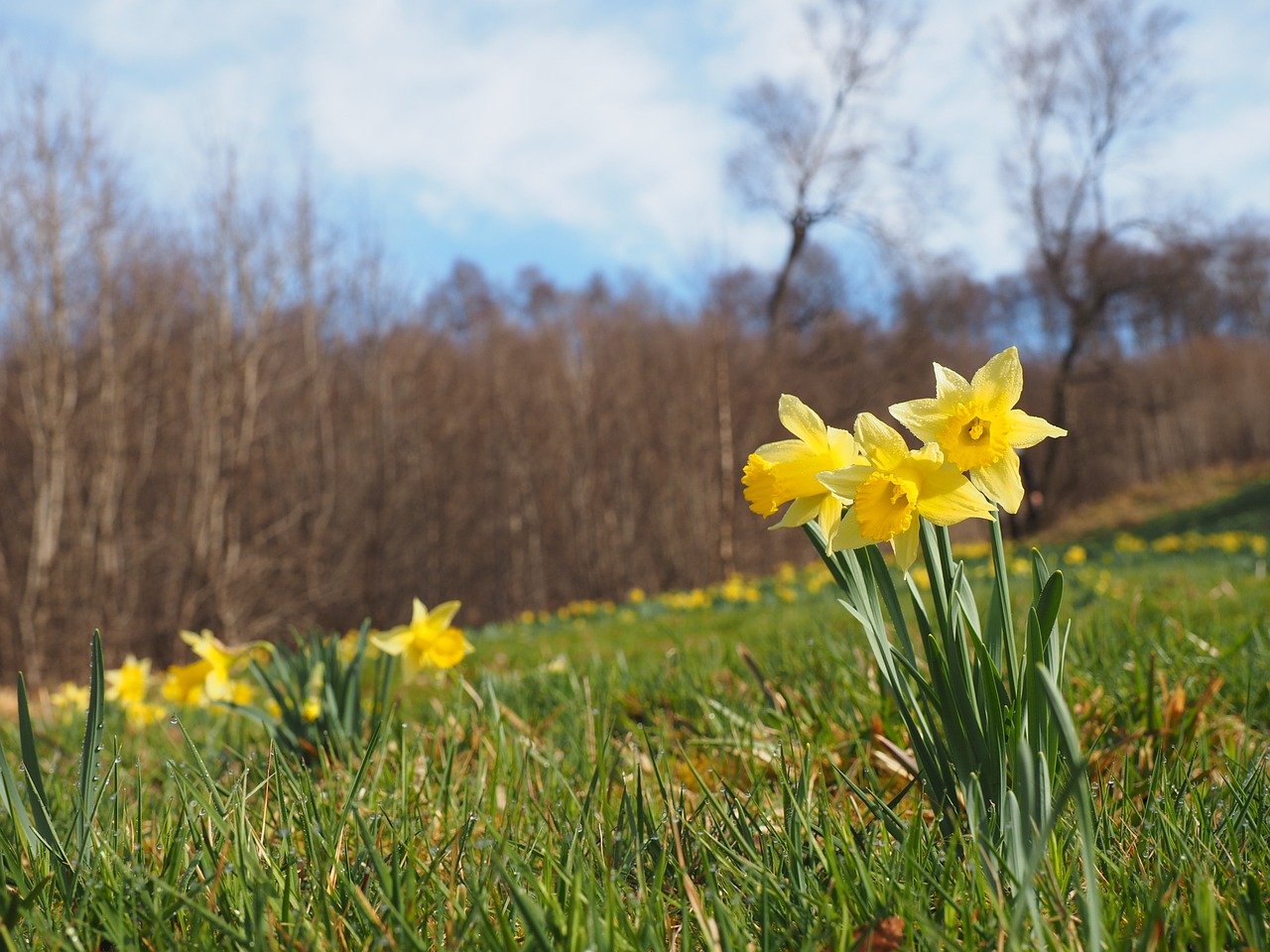 narcissus pseudonarcissus  nature  flower free photo