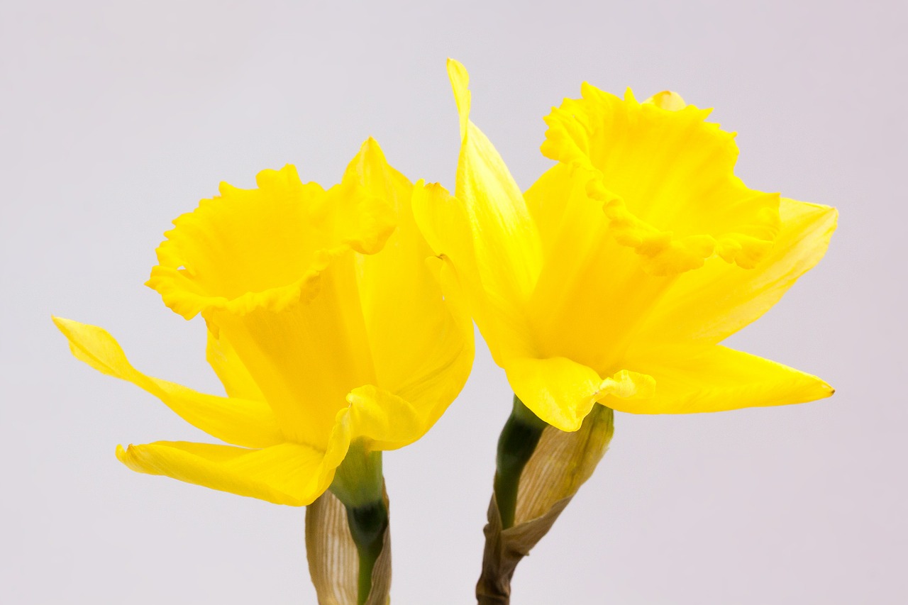 narcissus pseudonarcissus daffodil ostergloeckchen free photo
