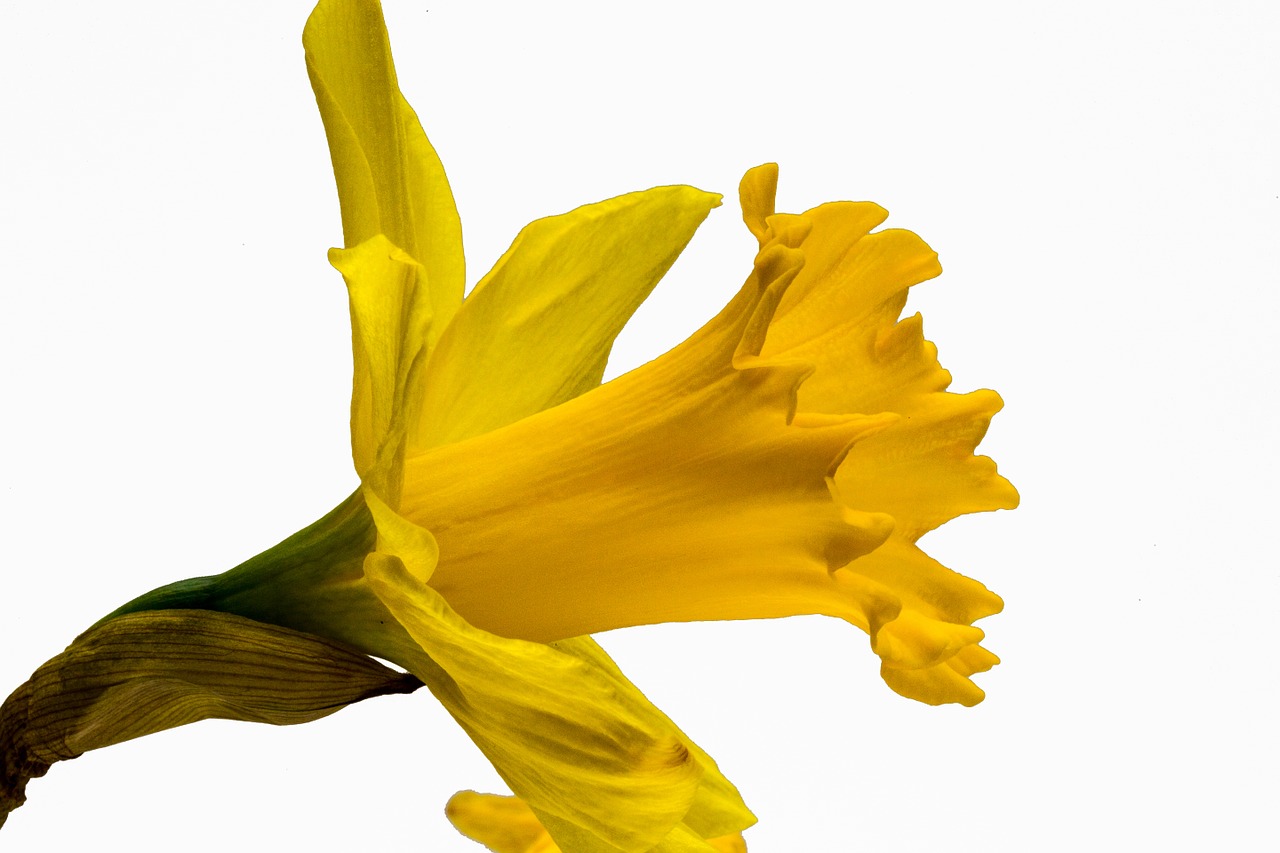 narcissus pseudonarcissus narcissus daffodil free photo