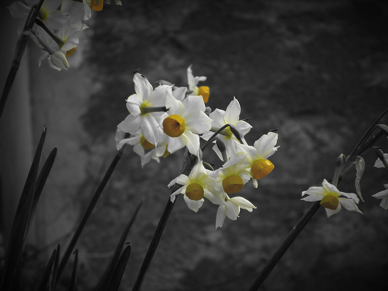 narcissus tazetta daffodil flower free photo