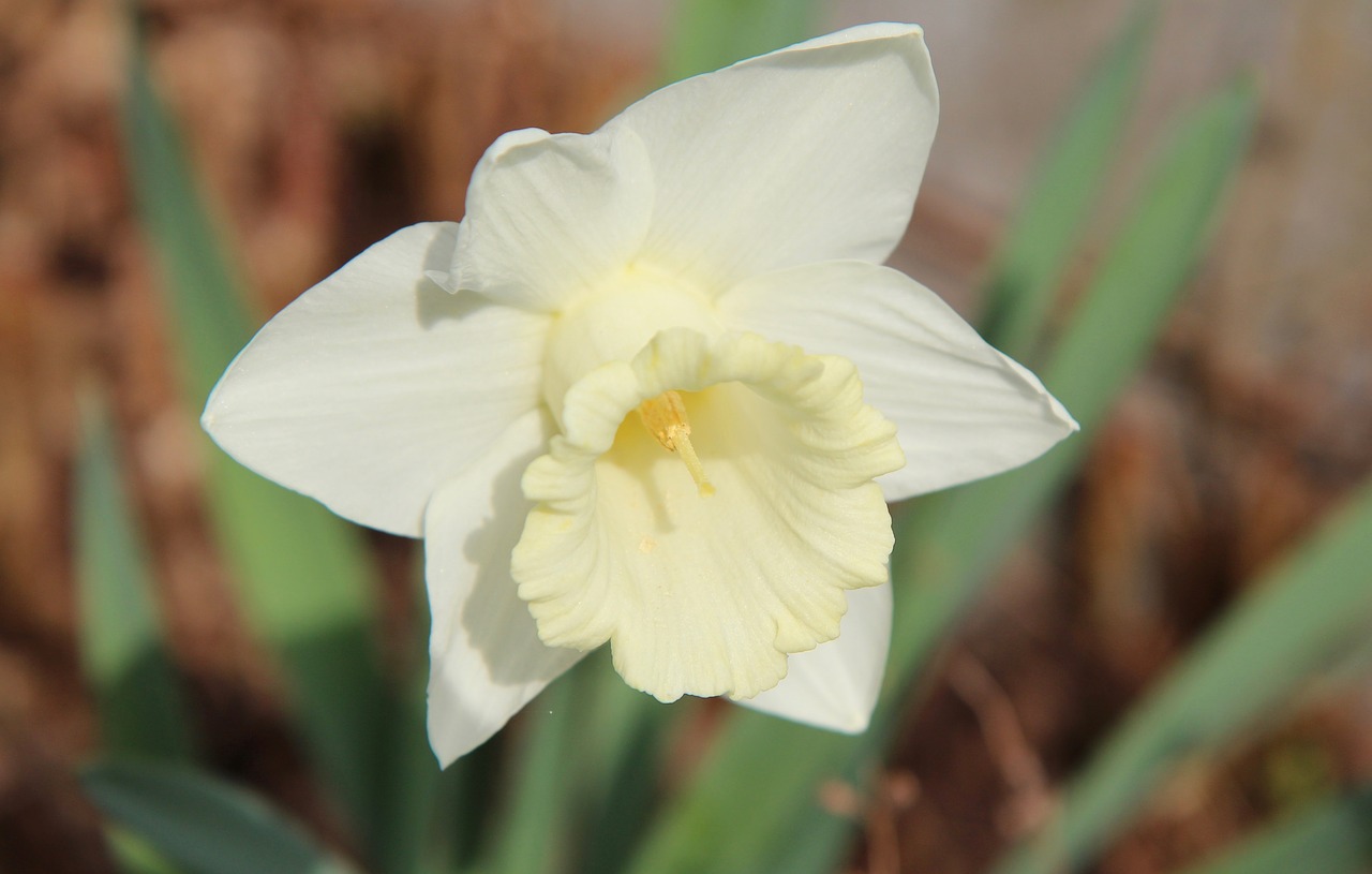 narcissus white  narcissus  spring free photo