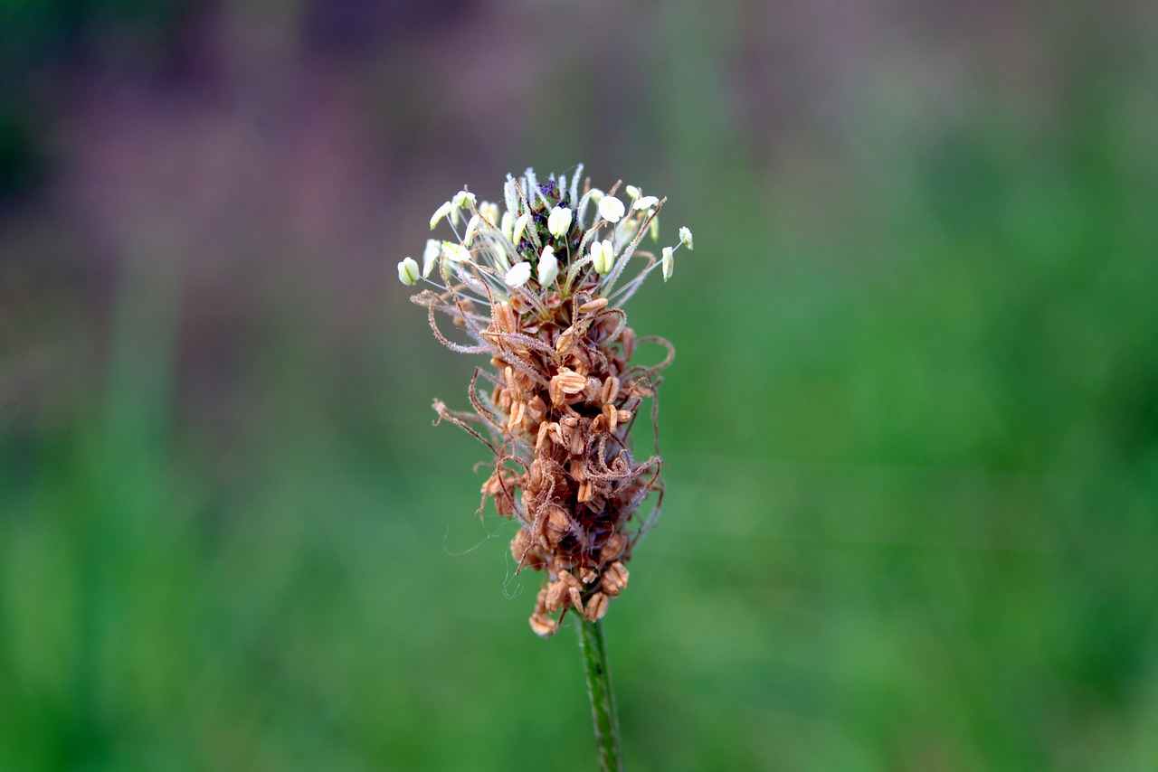 narrow-leaved plantain flower plant free photo