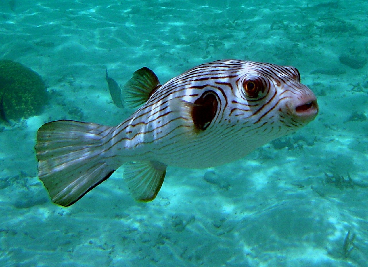 narrow lined puffer fish saltwater free photo