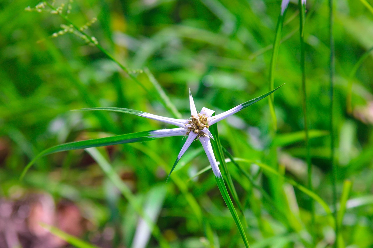 narure flower grown tree free photo