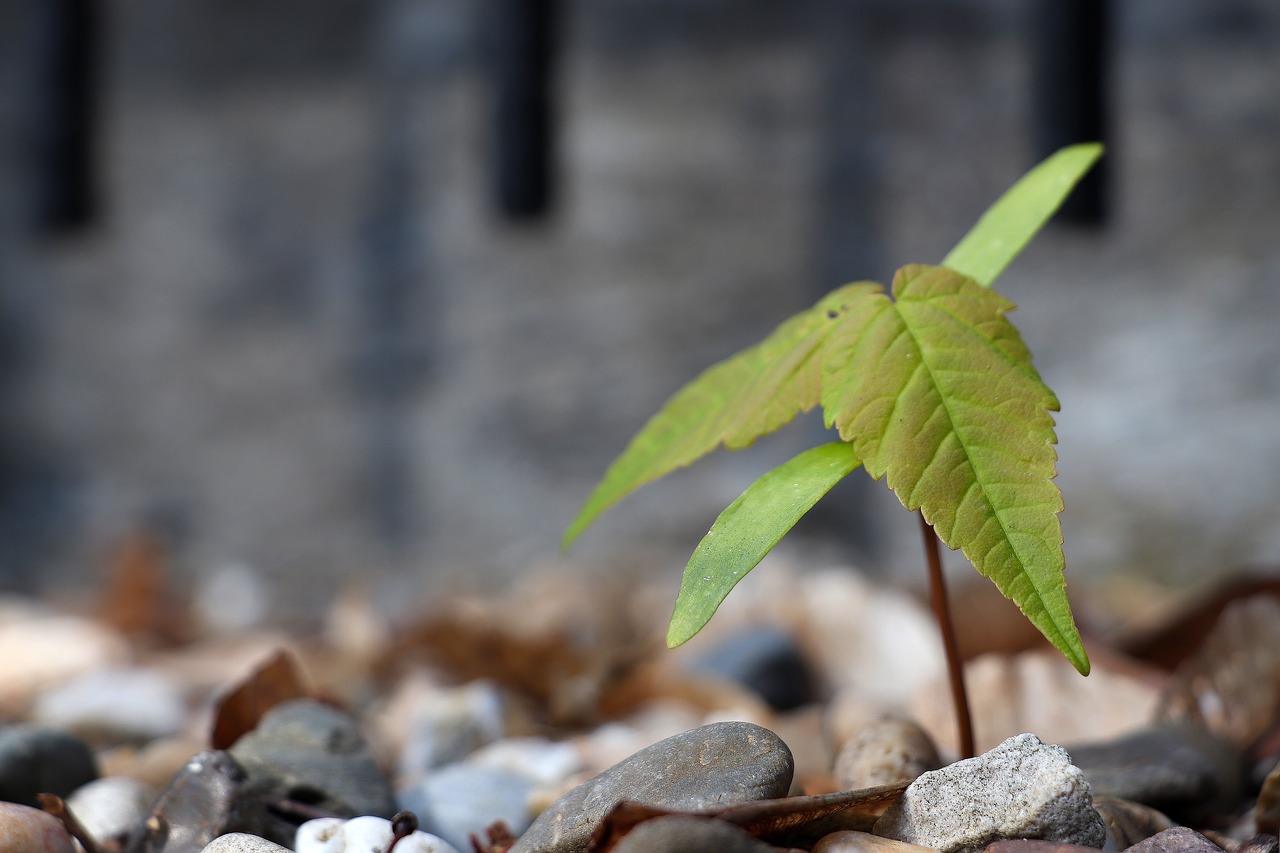 nascent  seedling  growth free photo