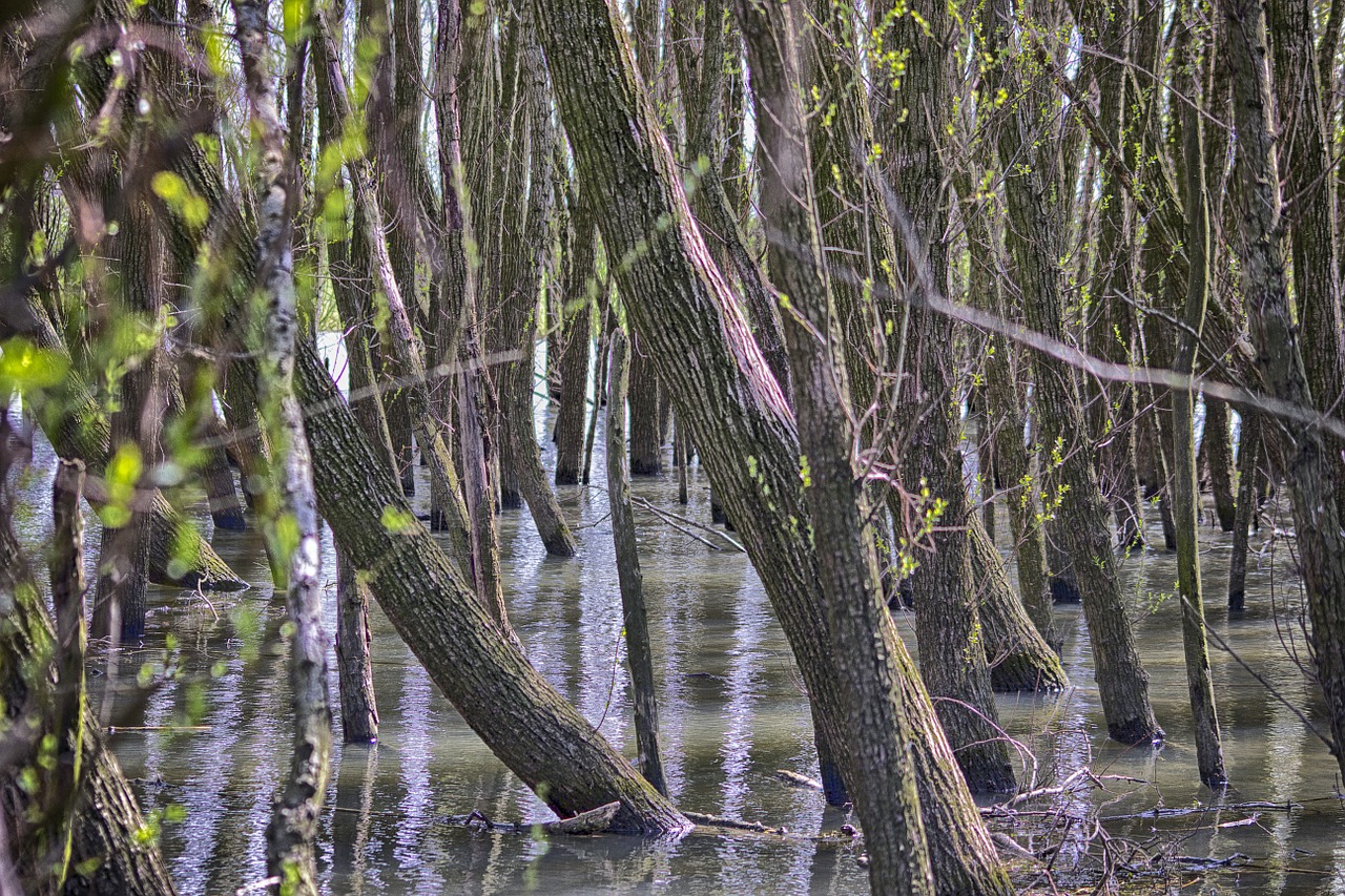 nascent spring willow free photo