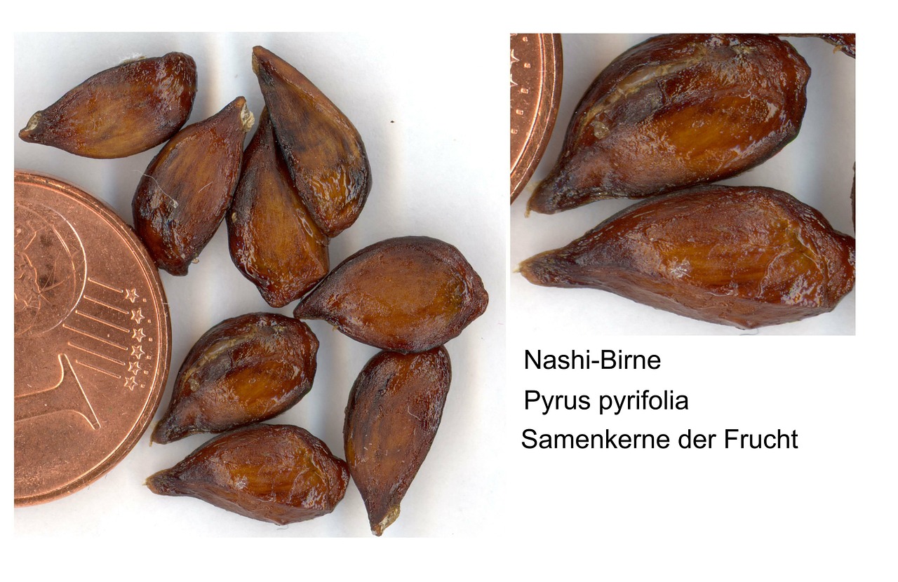 nashi pear sweet fruit free photo