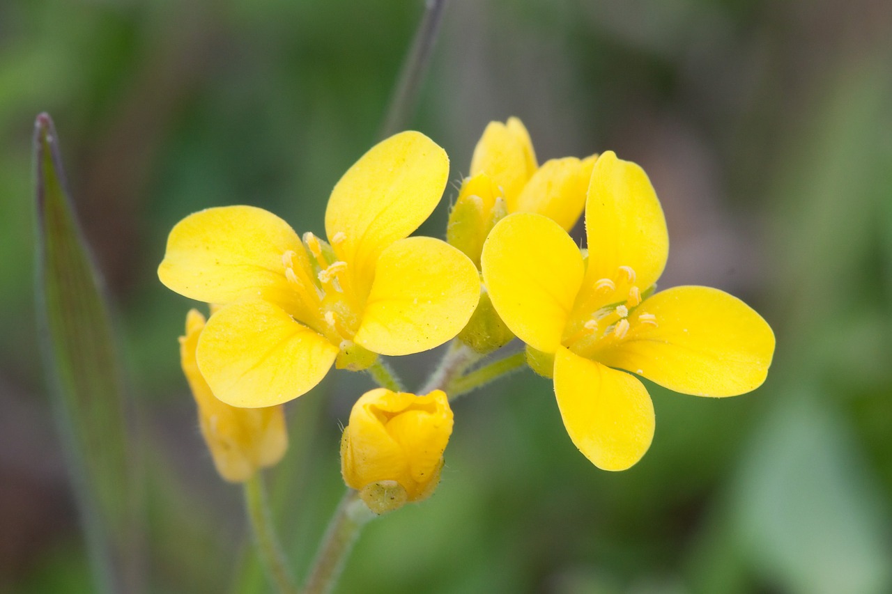 nashville mustard flower yellow free photo