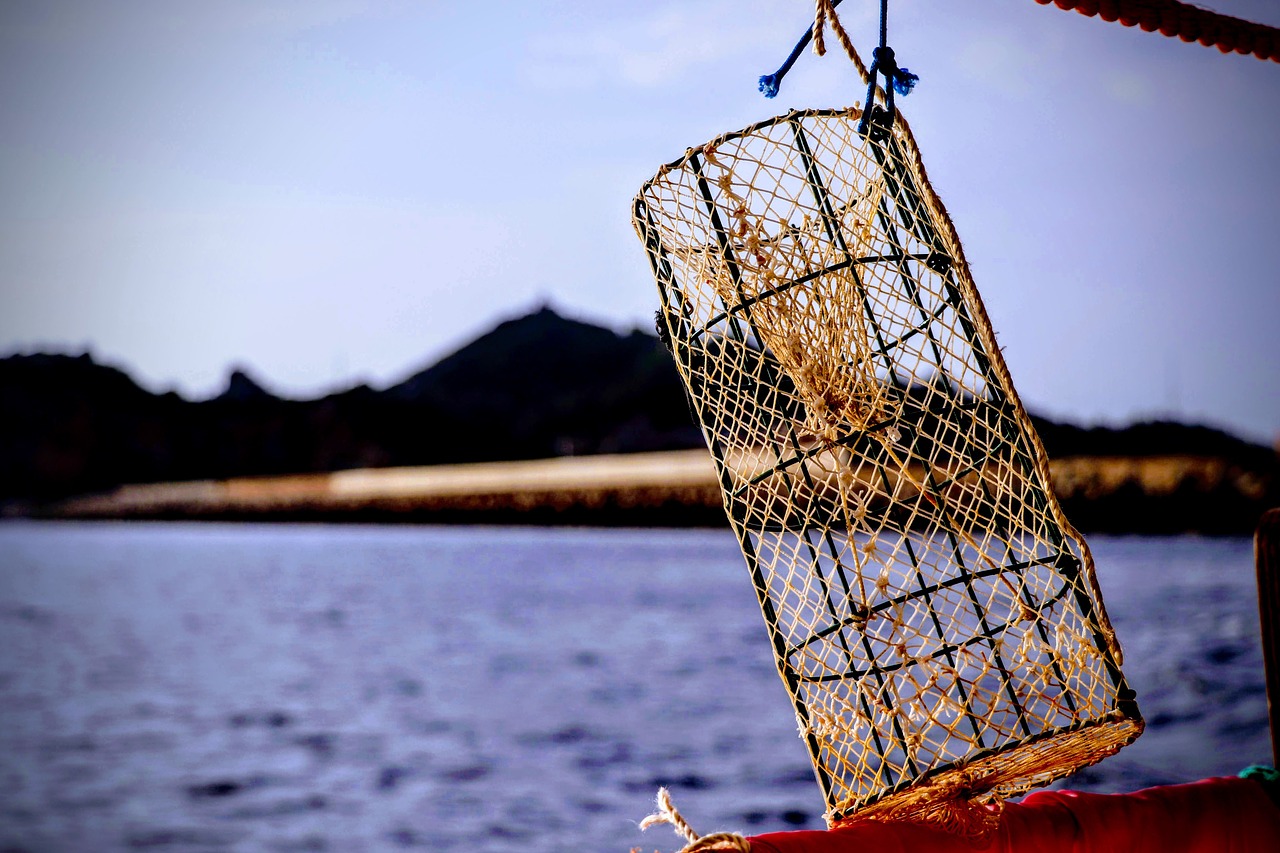 nassa  sea  fishing free photo