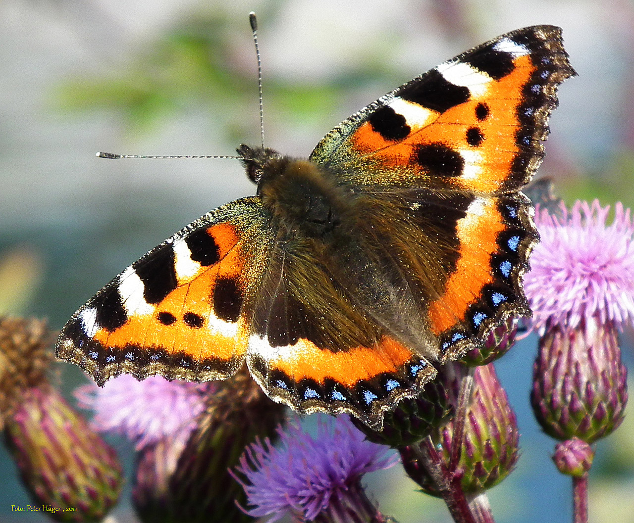 small tortoiseshell butterfly free photo