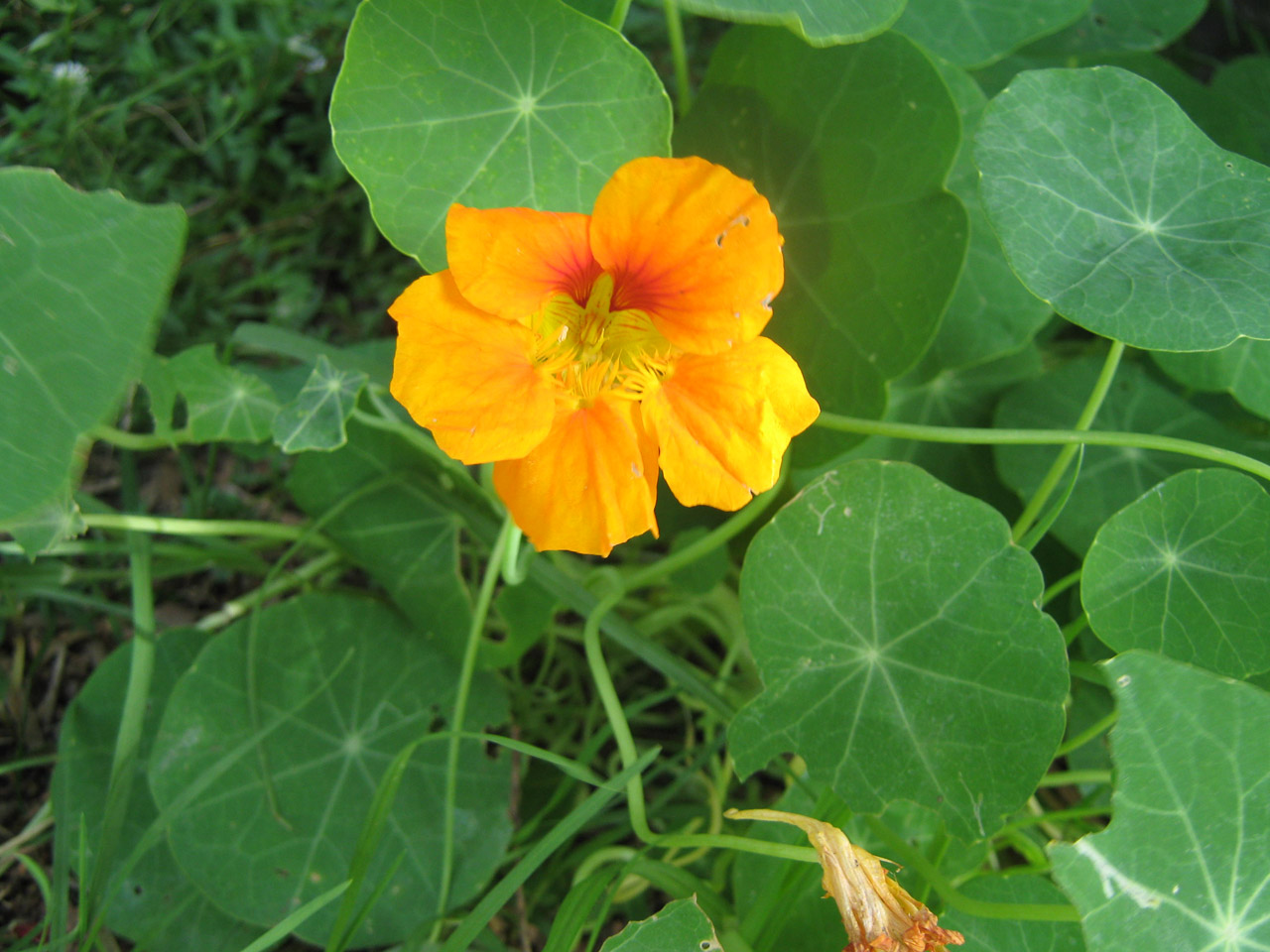 orange flower nasturtium free photo