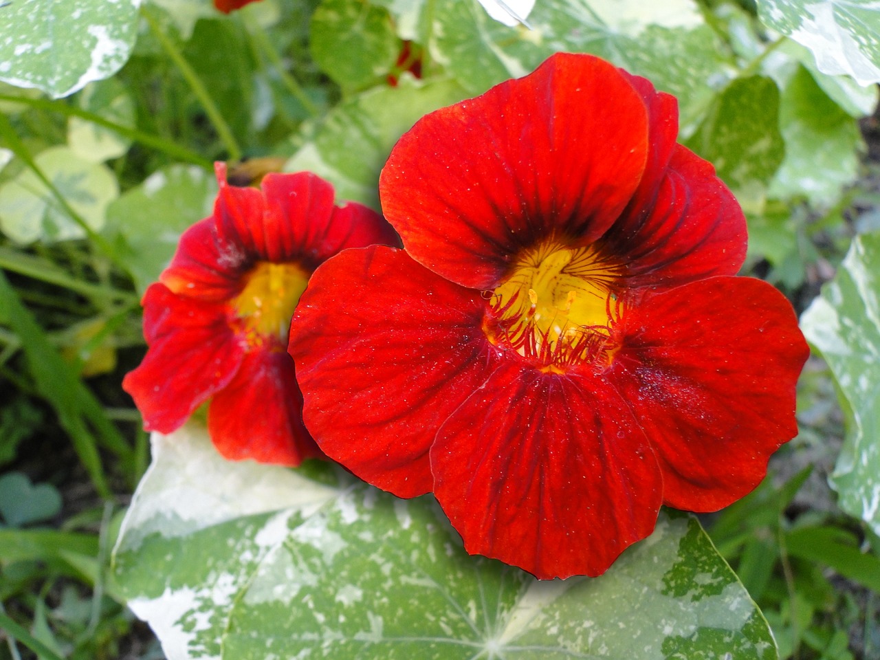 nasturtium flowers red free photo