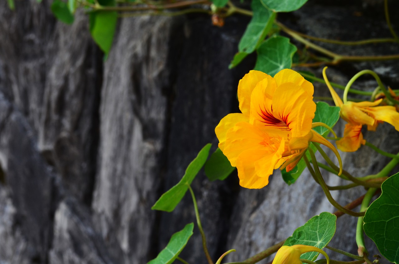 nasturtium blossom bloom free photo