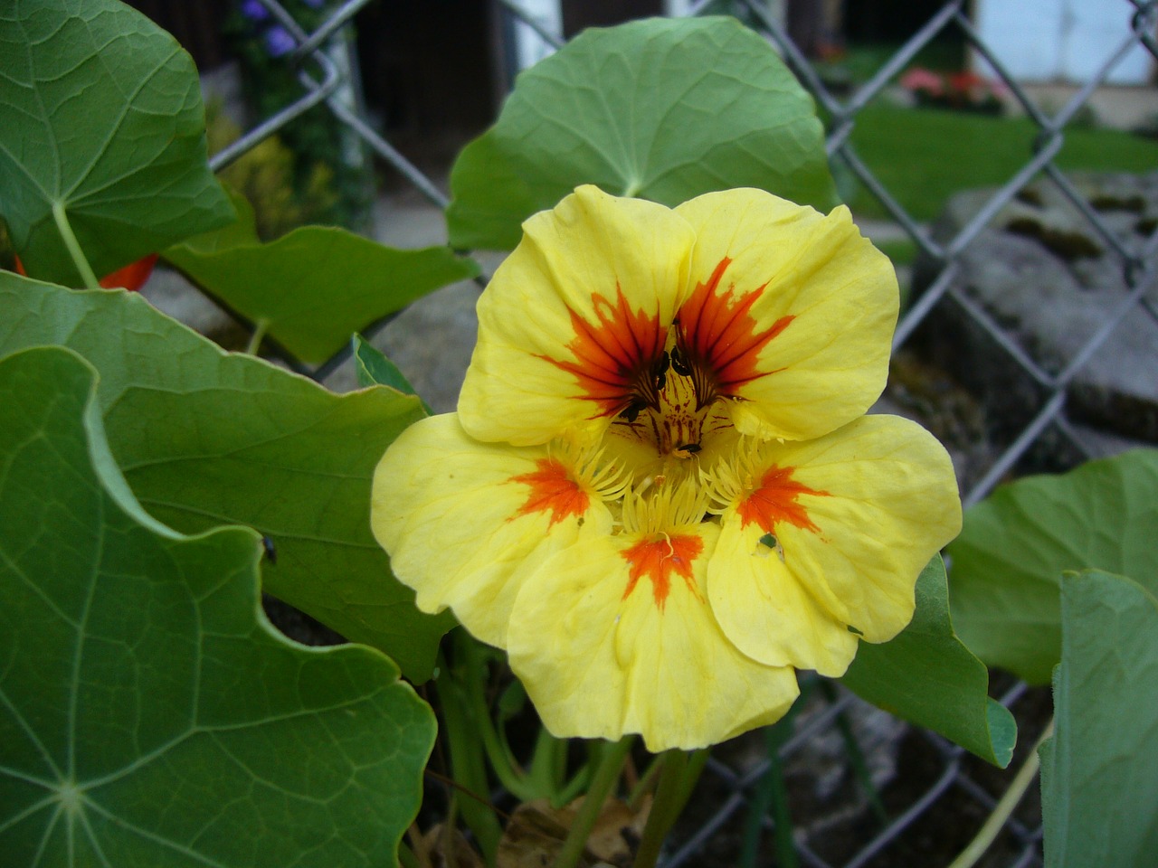 nasturtium flowers beautiful flower free photo