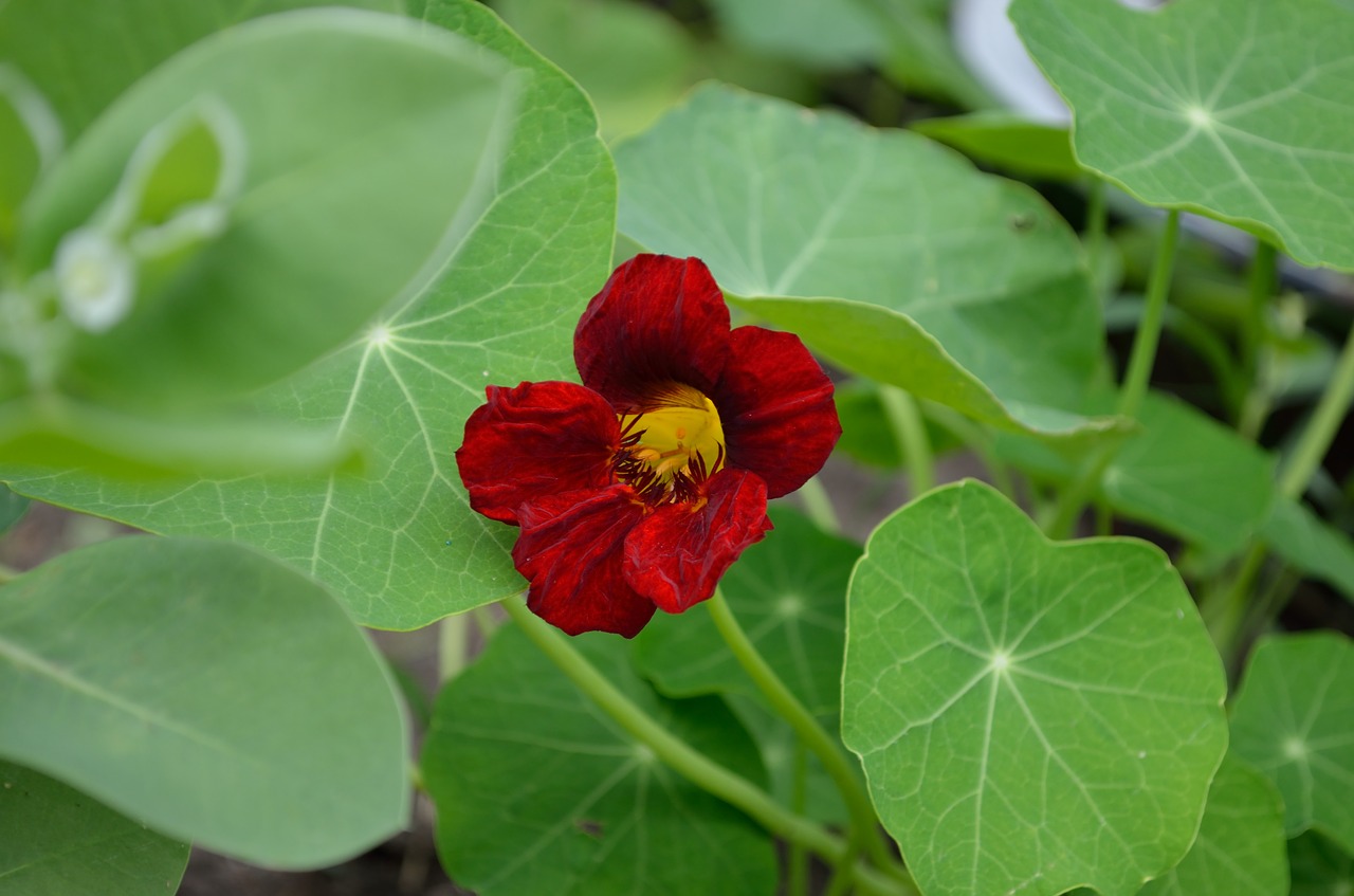 nasturtium red flower greens free photo