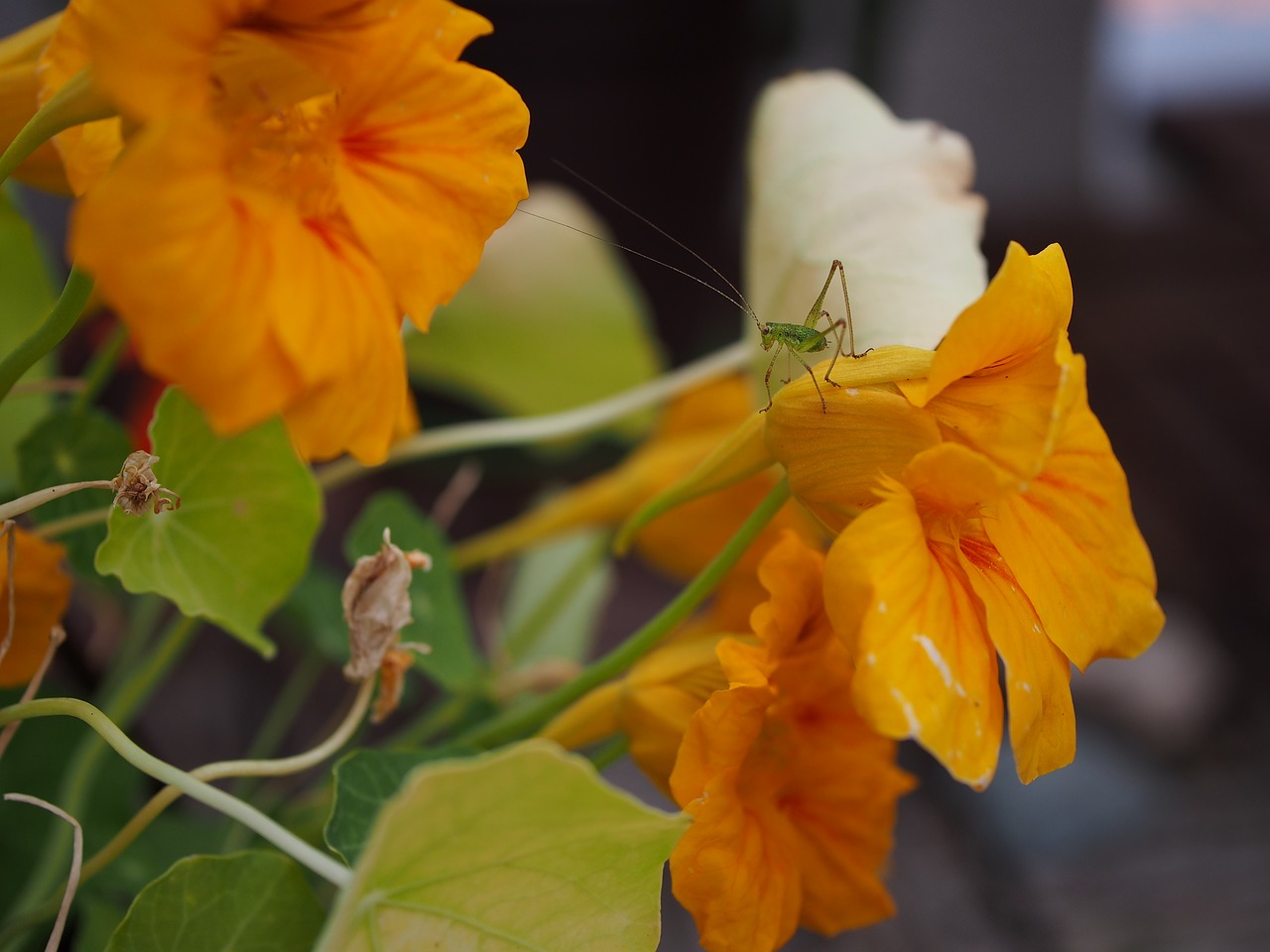 nasturtium grasshopper insect free photo