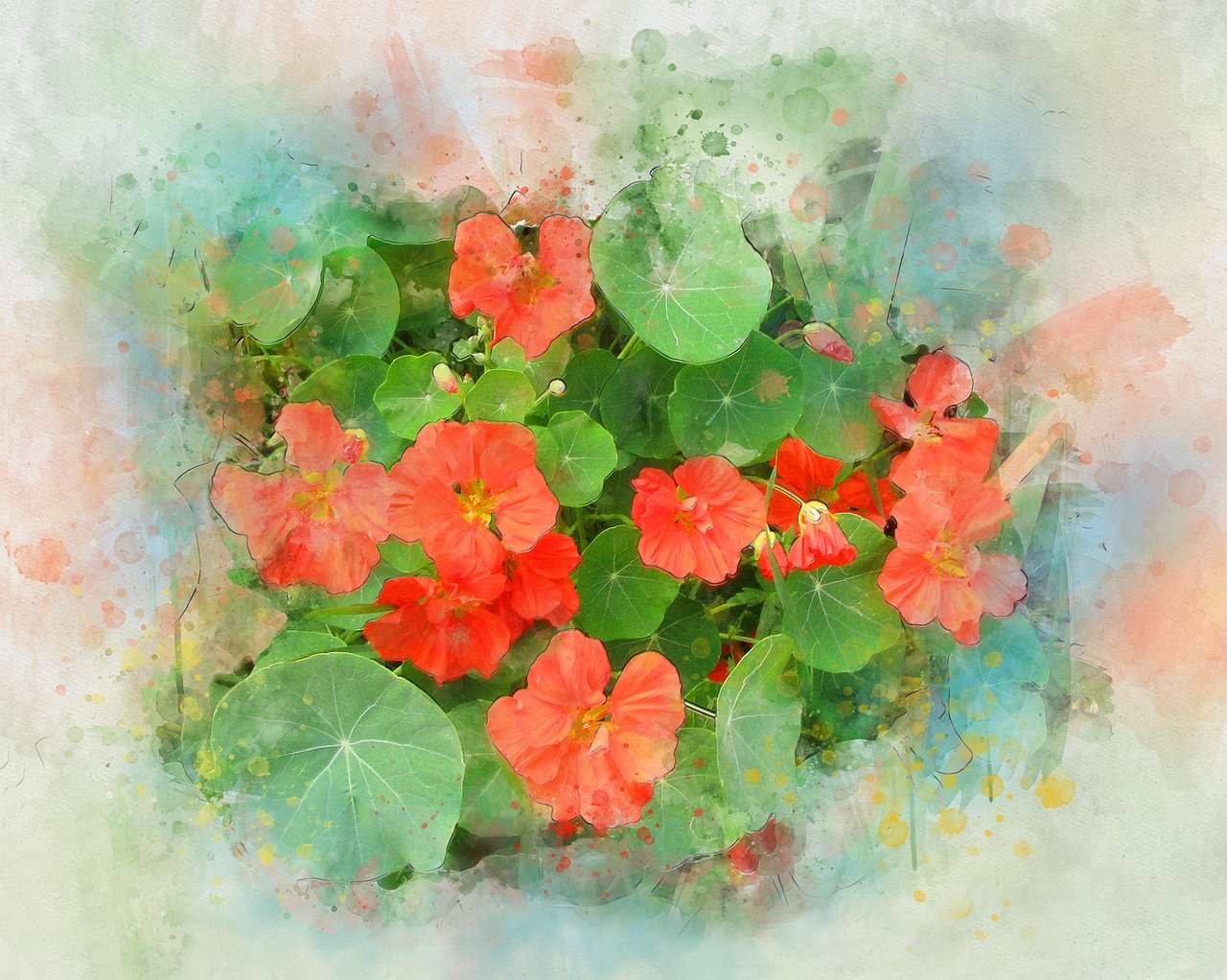 nasturtium flower watercolor free photo
