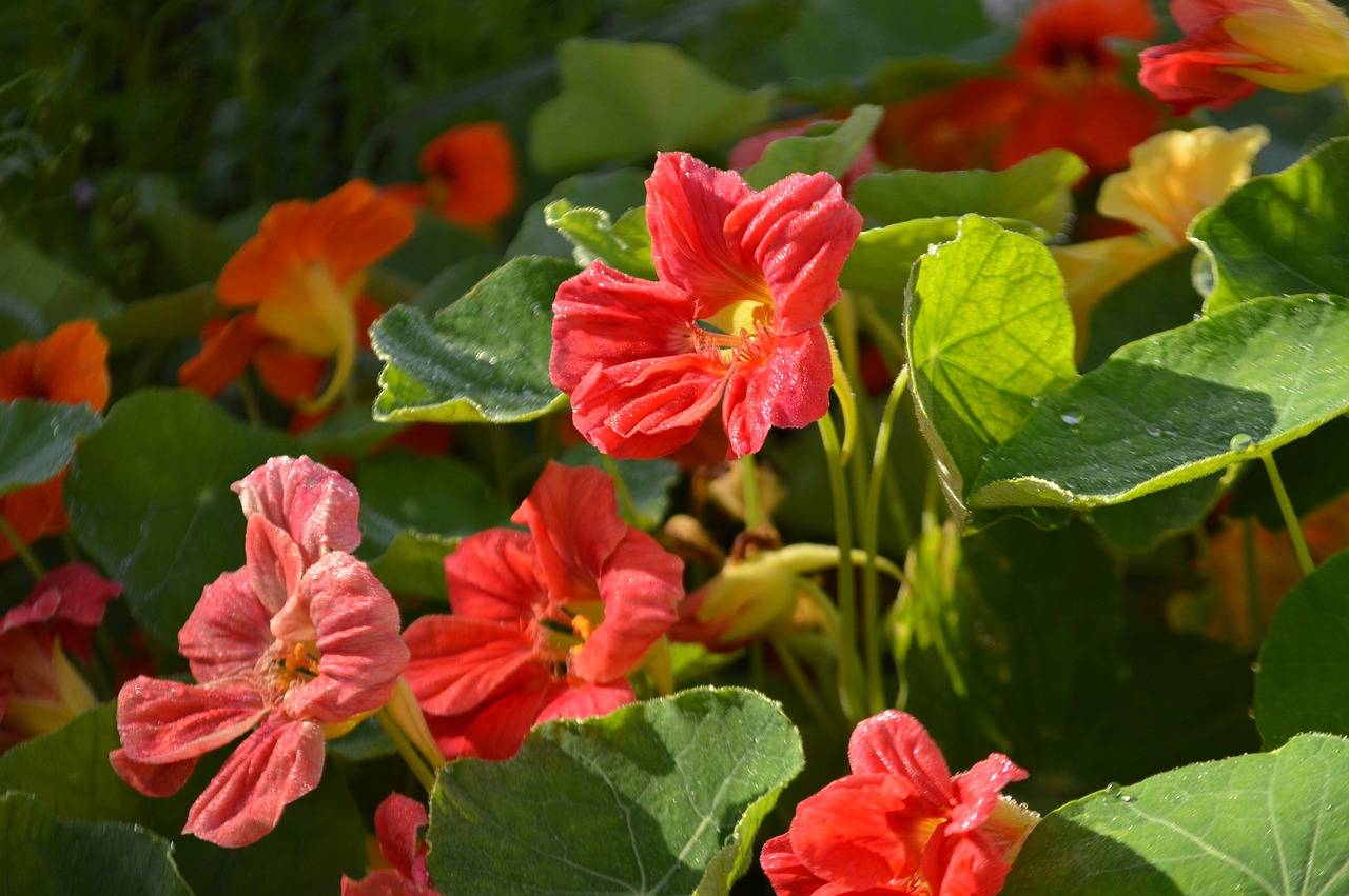 nasturtium summer garden free photo