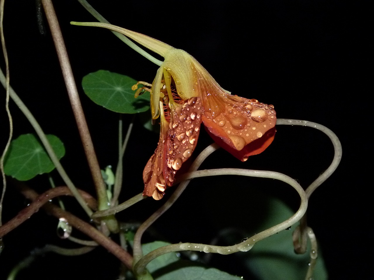 nasturtium rain wet free photo