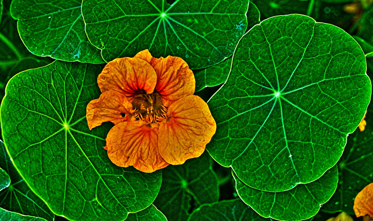 nasturtium  blossom  bloom free photo