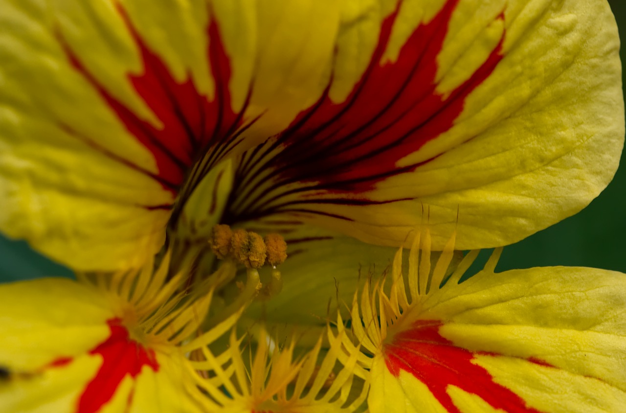 nasturtium  plant  flower free photo