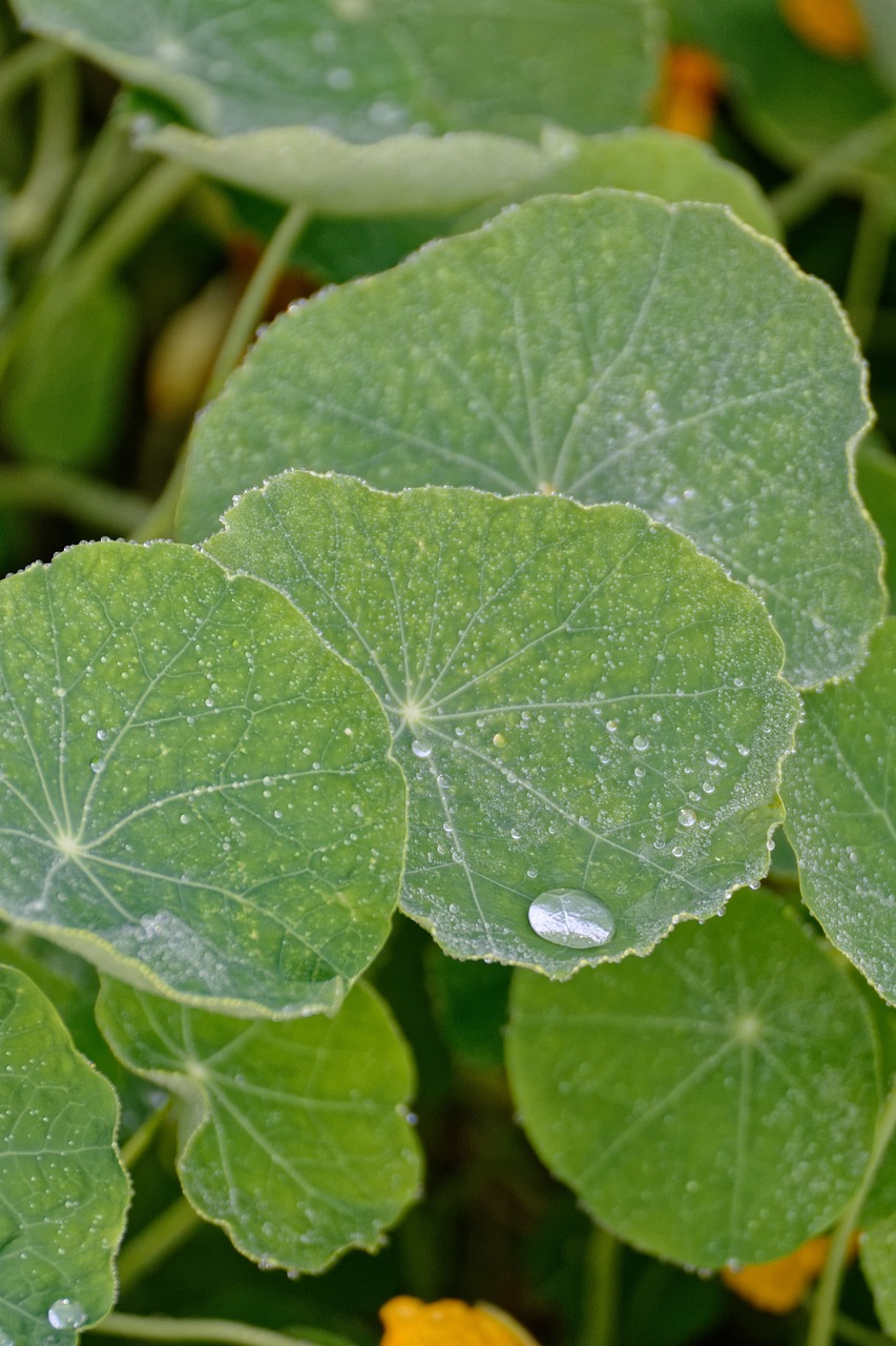 nasturtium  nasturtiums  foliage free photo