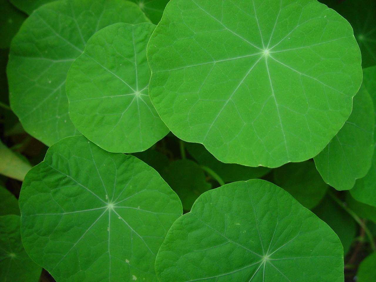 nasturtium leaves leaf free photo