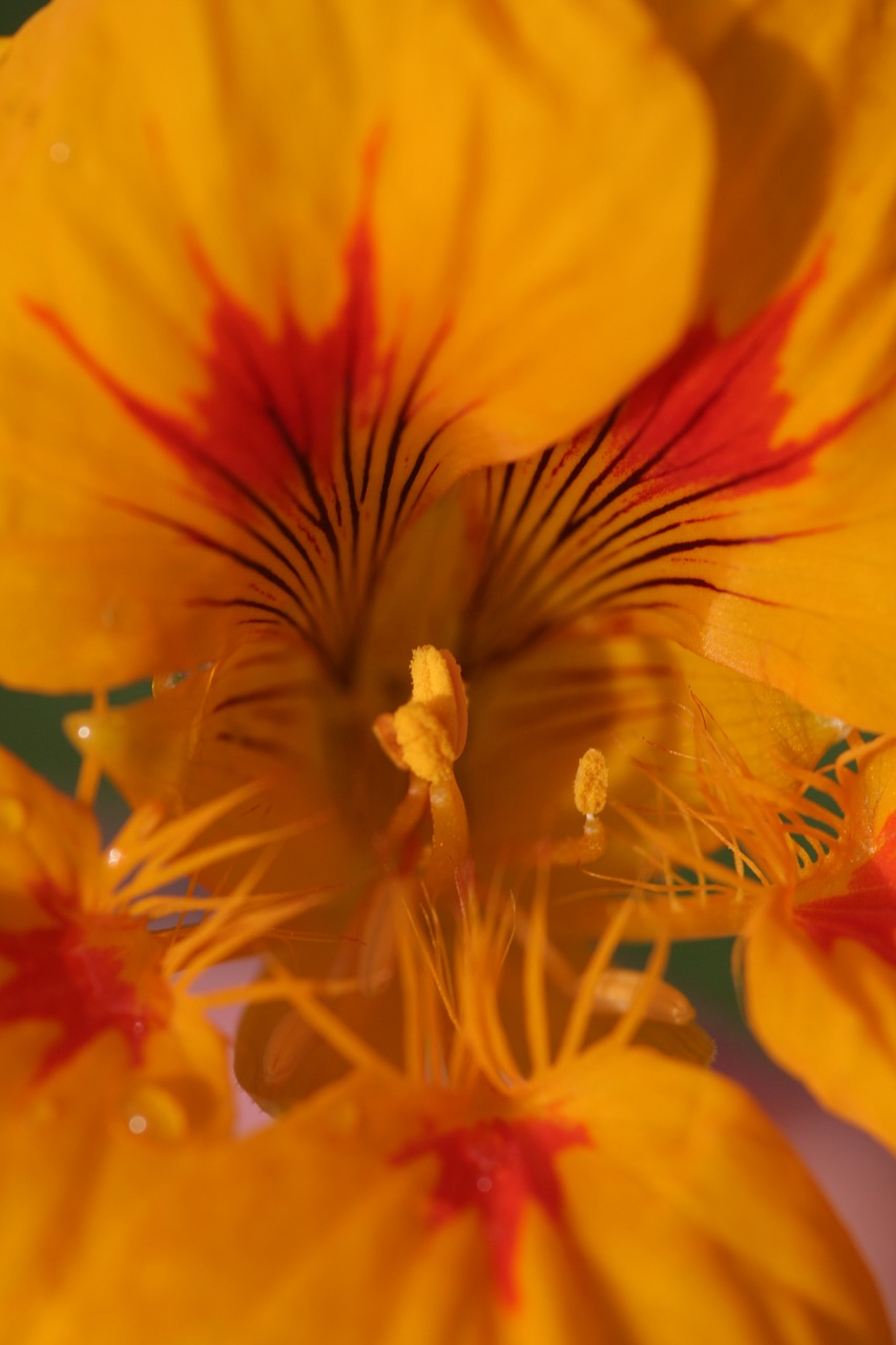 nasturtium  flower  blossom free photo