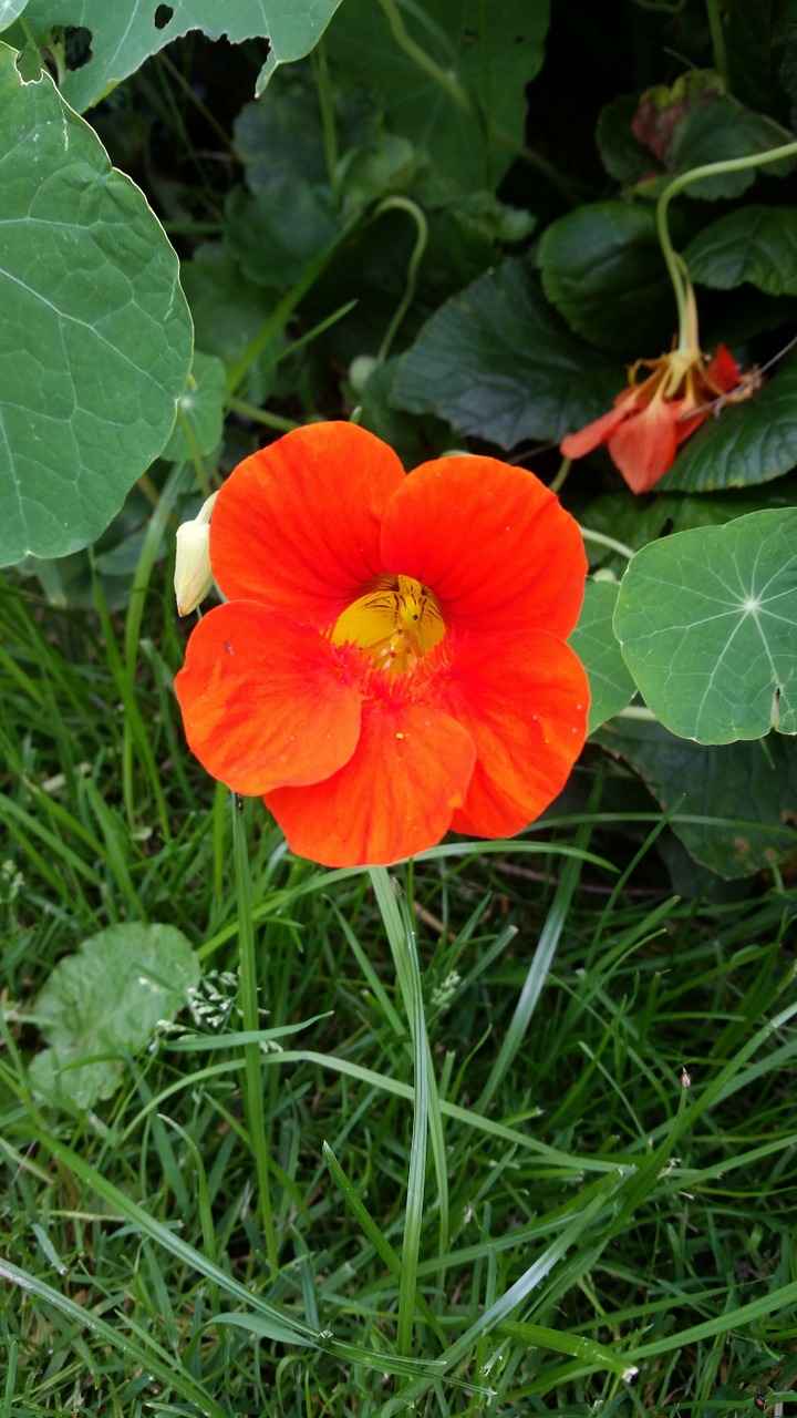 nasturtium flower blossom free photo