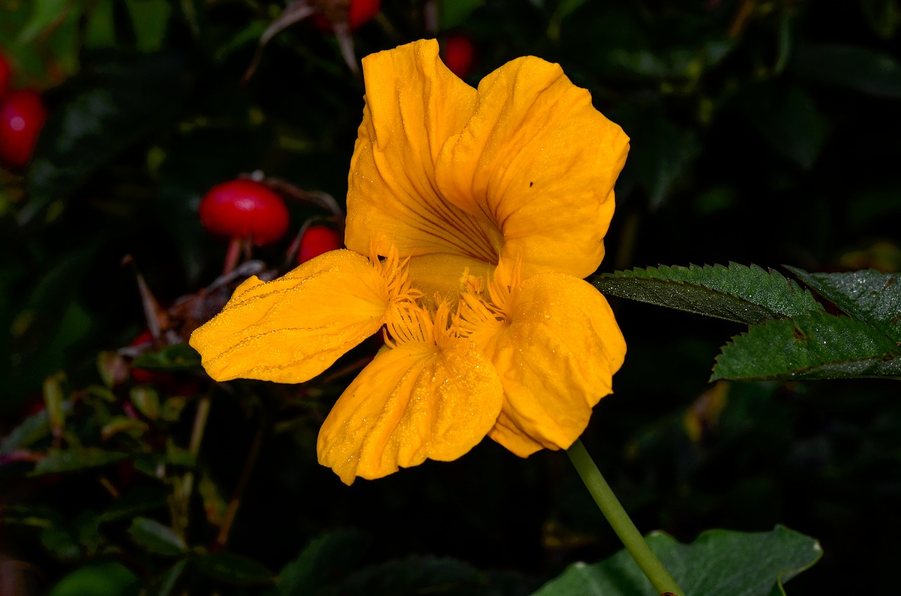 nasturtium  yellow  blossom free photo