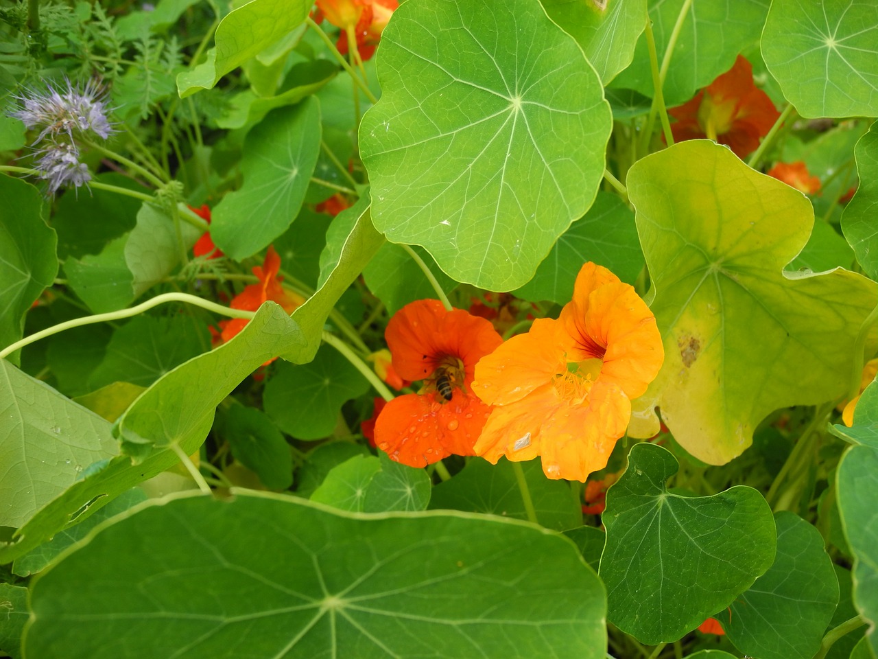 nasturtium bees garden free photo