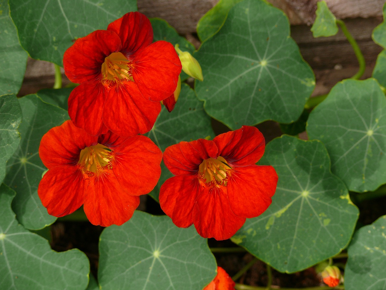 nasturtium red flowers free photo