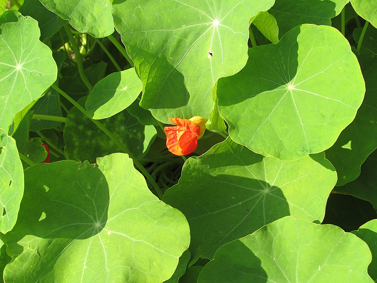 nasturtium flower blossom free photo