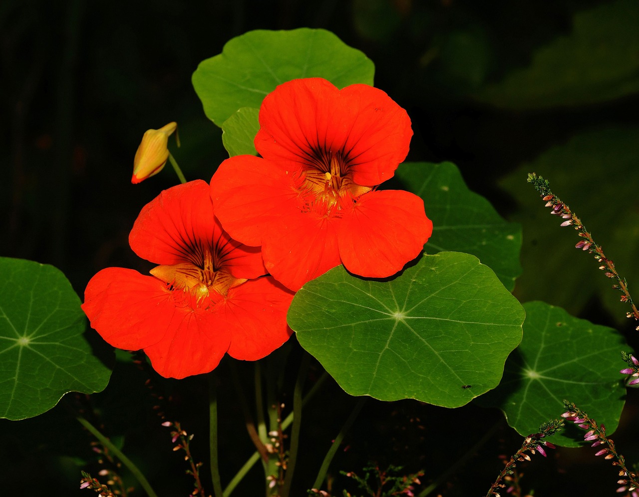 nasturtium blossom bloom free photo