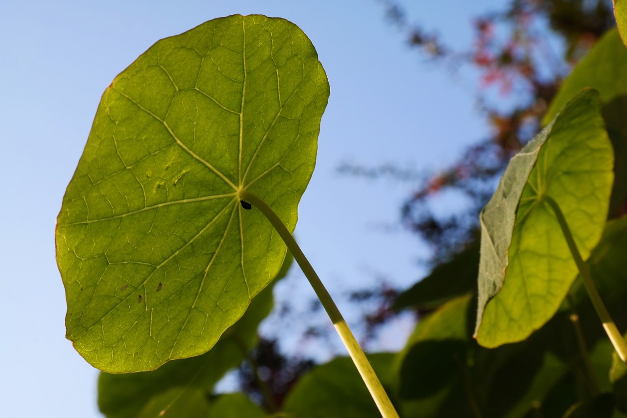 nasturtium leaf sun free photo
