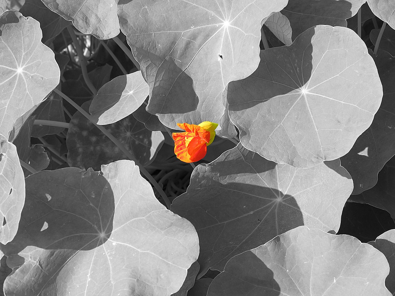 nasturtium flower red free photo
