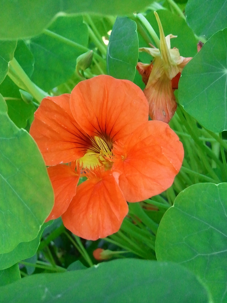 nasturtium orange flower free photo