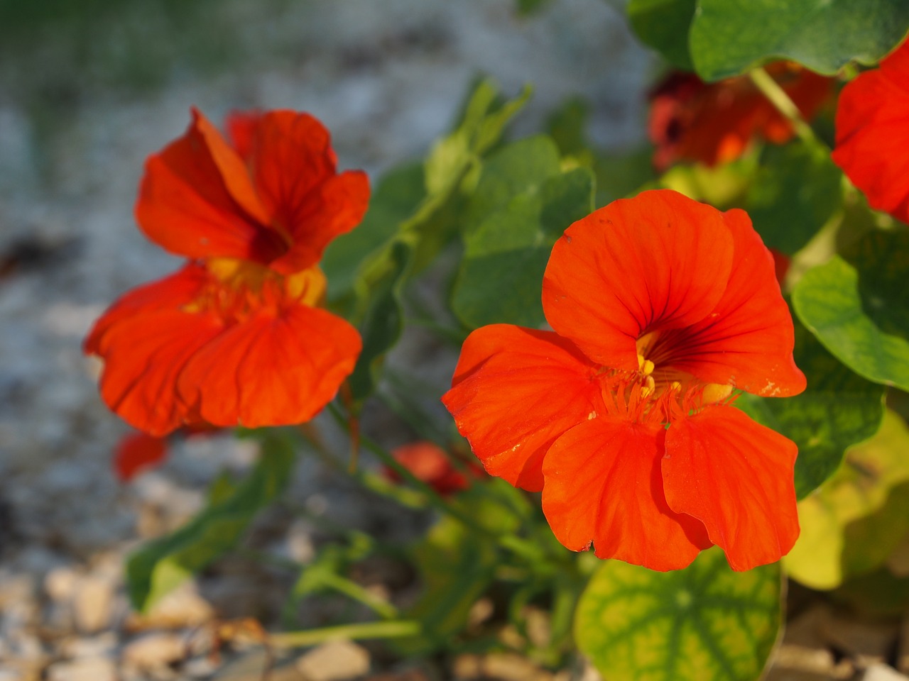 nasturtium blossom bloom free photo