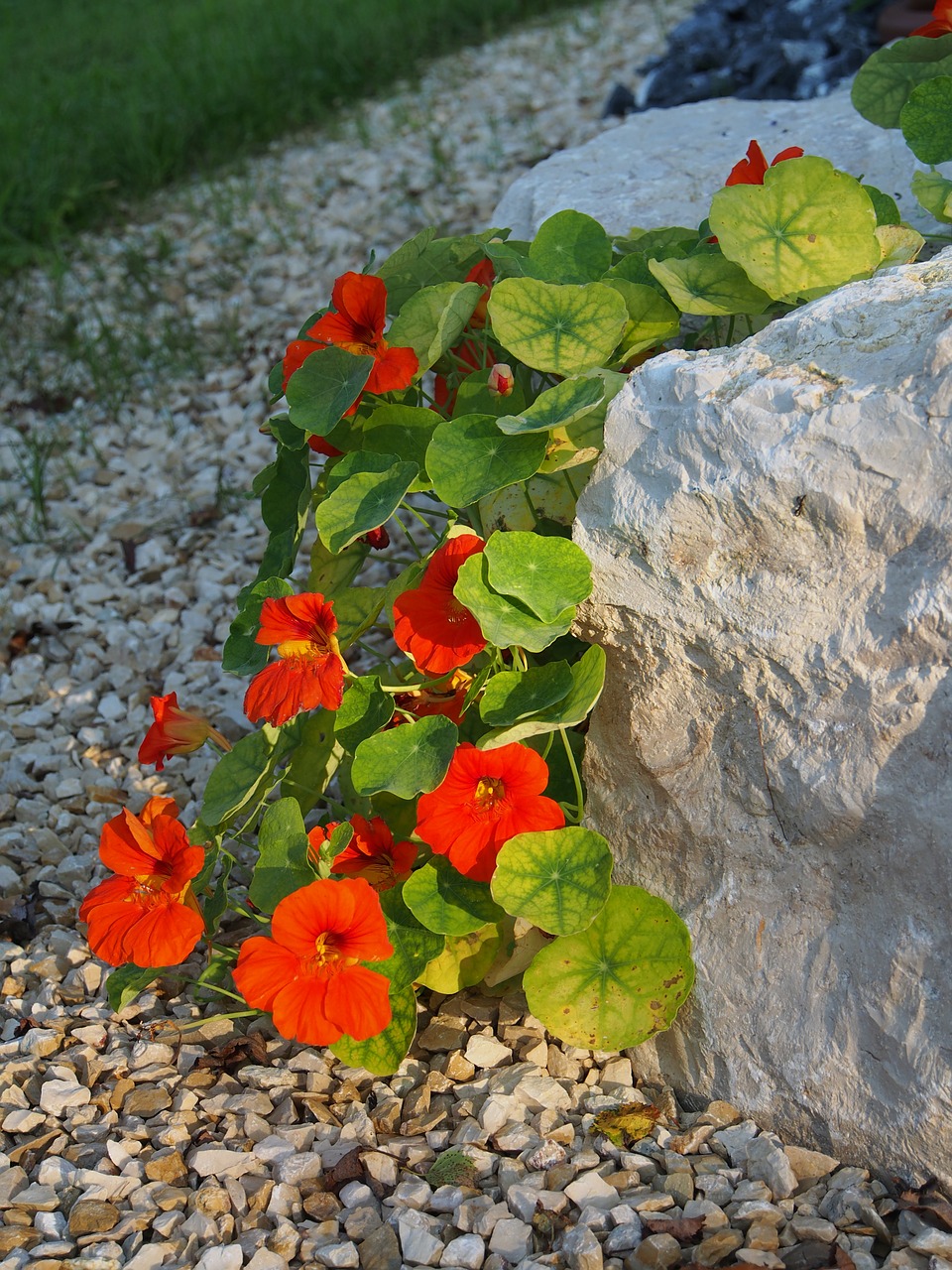 nasturtium flower red free photo