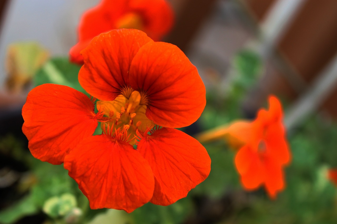 nasturtium flower bloom free photo