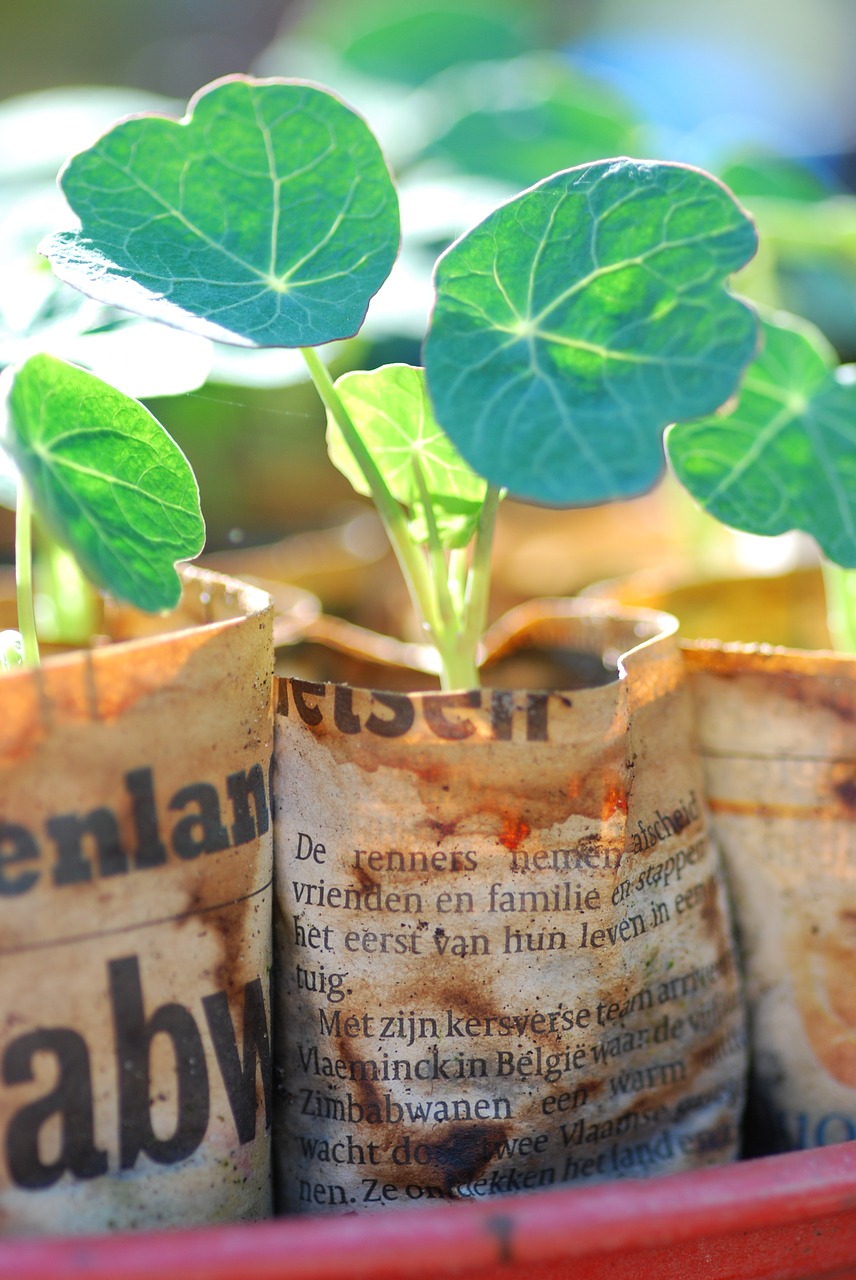 nasturtium seedling sowing free photo