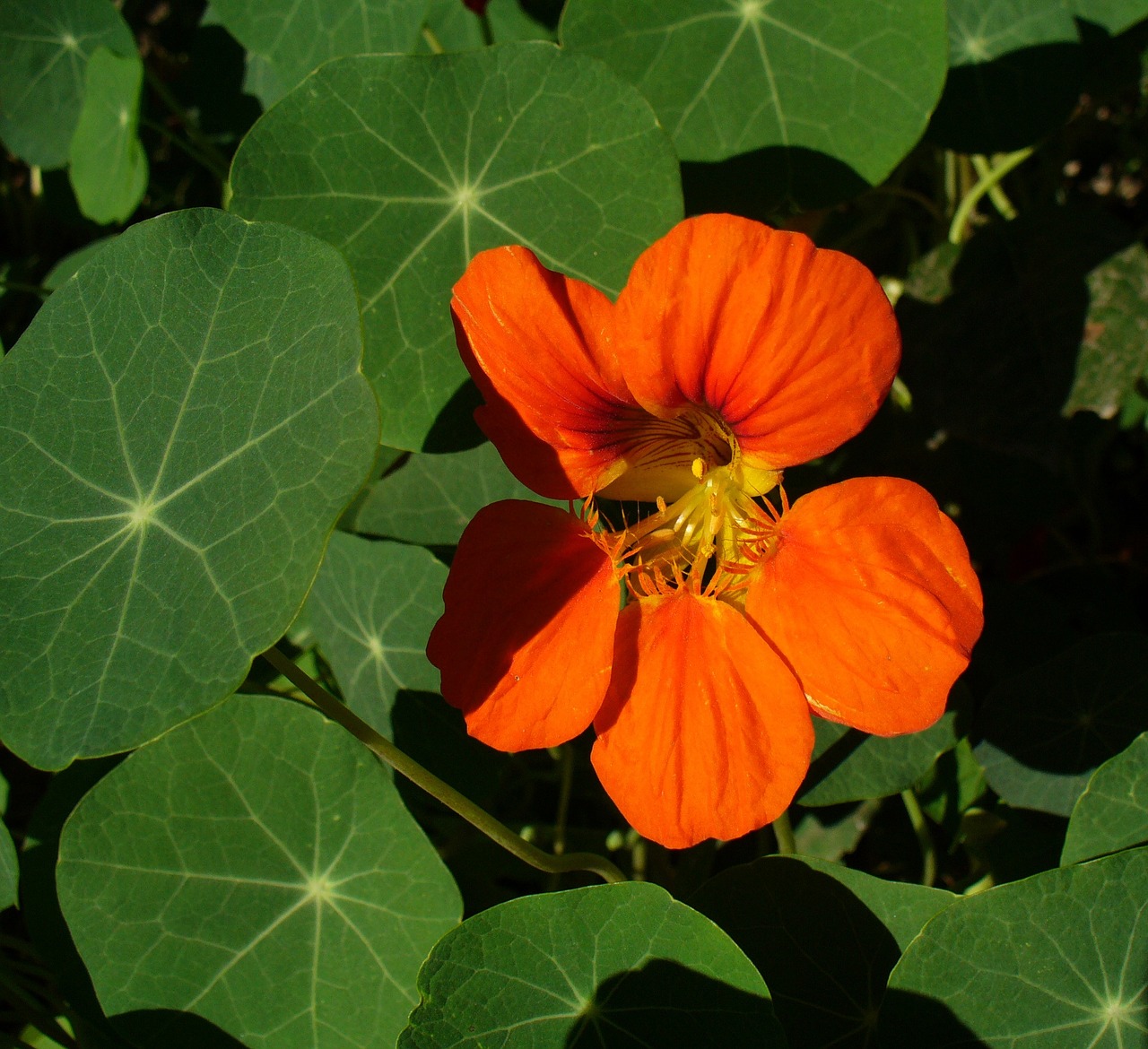 nasturtium flower plant free photo