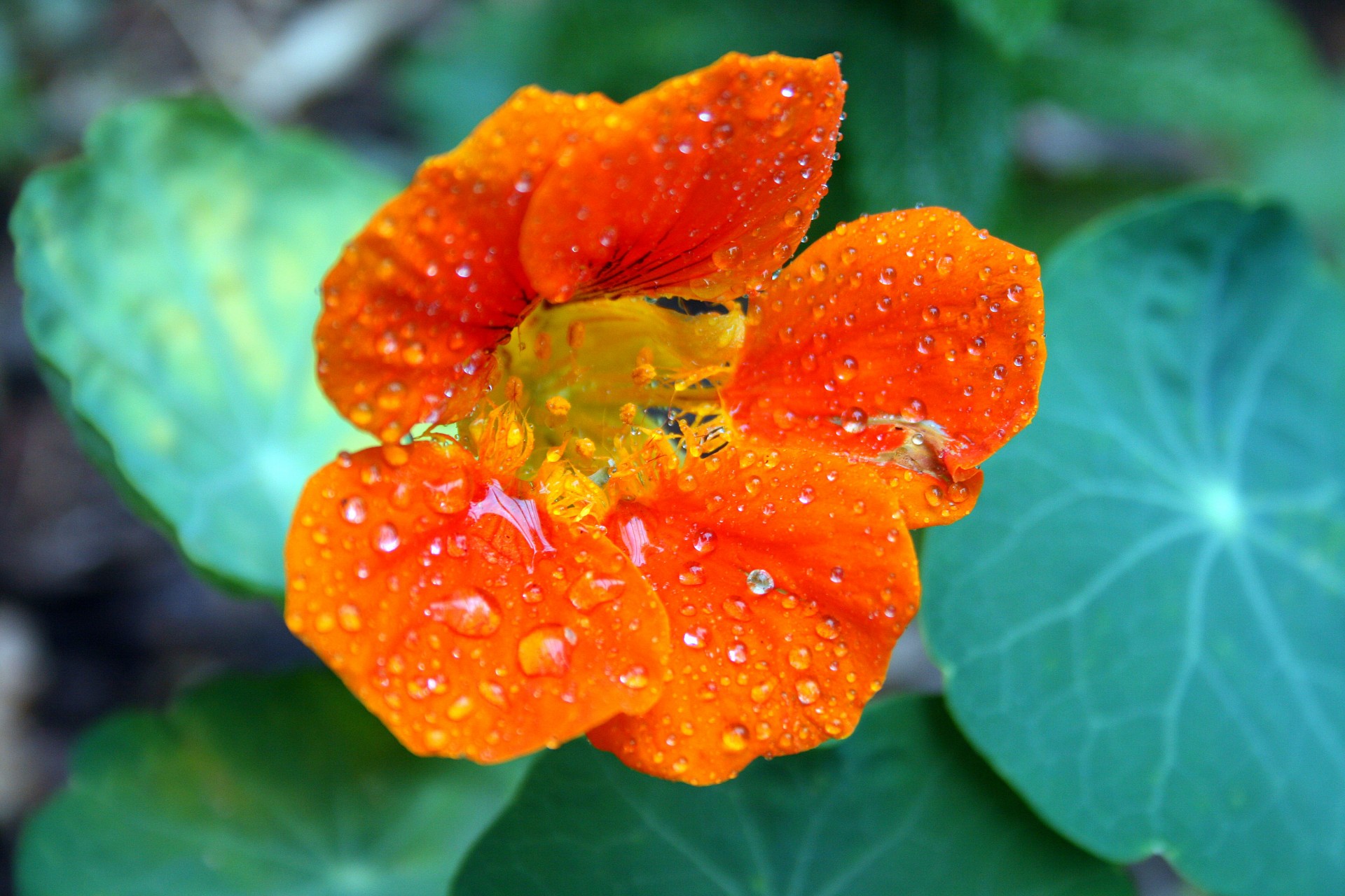 flower orange water free photo
